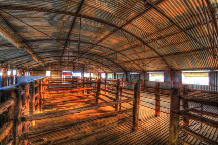 Bucklow Station - Woolshed - NSW SQ (PB5D 00 2631)